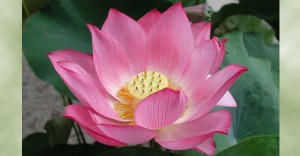 lotus